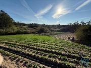 Terreno Agrícola em Atouguia da Baleia de 10840,00 m²