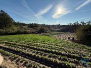 Terreno Agrícola em Atouguia da Baleia de 10840,00 m²