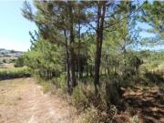 Terreno agrícola 2.000 m2 | Fonte Grada, Torres Vedras