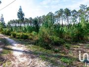 Terreno Agrícola em Marinha Grande