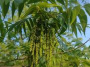 Terreno Agrícola en Pisco
