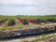 Terreno Agricola En Produccion De Uva En La Zona De...