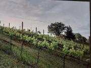 Terreno Agricolo 11000mq