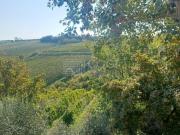 Terreno Agricolo 137000mq