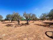 Terreno Agricolo 1970mq