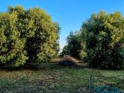 Terreno Agricolo 1.250 mq in vendita Lanuvio
