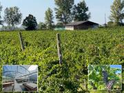 Terreno Agricolo 29000mq