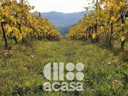 Terreno Agricolo 438000mq