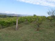 Terreno agricolo 5000 mq in Vendita a Magione