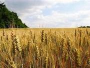 Terreno Agricolo 55000mq