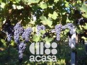 Terreno Agricolo 566810mq