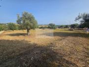 Terreno Agricolo 8000mq