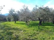Terreno agricolo a Montecalvoli PI