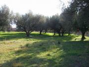 terreno agricolo ad Auletta