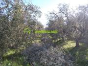 Terreno Agricolo con Magazzino in vendita a Velletri