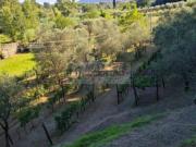 Terreno agricolo di 13.000 mq