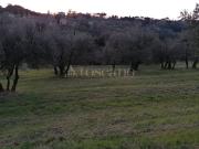 Terreno Agricolo di 15000 mq a Siena Siena
