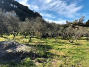 Terreno Agricolo di 16504 mq a Castanea, Masse, Gesso...
