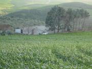 Terreno agricolo di mq 80.000 con stalla e ovile