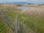 Terreno agricolo in affitto a Cascina