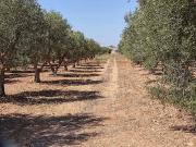 Terreno agricolo in affitto a Grottaglie