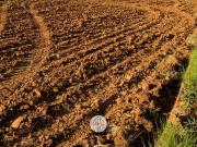 Terreno agricolo in affitto a Latina