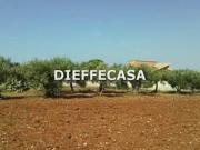 Terreno agricolo in affitto a Marsala