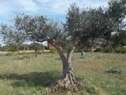 Terreno agricolo in affitto a Marsala