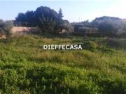 Terreno agricolo in affitto a Marsala