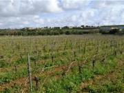 Terreno agricolo in affitto a Marsala