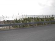 Terreno agricolo in affitto a Marsala