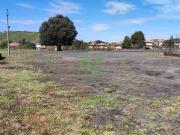 Terreno agricolo in affitto a Mascalucia