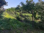 Terreno agricolo in affitto a Palermo