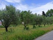 Terreno agricolo in affitto a San Giorgio Cascina