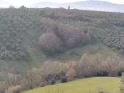 Terreno agricolo in Moscufo PE