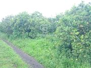 Terreno agricolo in vendita a Acireale