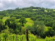 Terreno agricolo in Vendita a Acqualagna