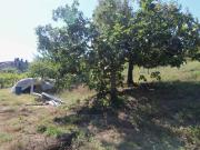 Terreno Agricolo in vendita a Acquaviva Picena