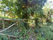 Terreno agricolo in vendita a Agnano San Giuliano Terme