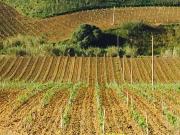 Terreno agricolo in vendita a Alcamo