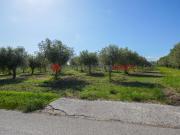 Terreno agricolo in vendita a Albanella