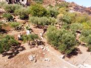 Terreno Agricolo in vendita a Altofonte