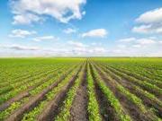 Terreno agricolo in Vendita a Argenta