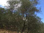 Terreno agricolo in vendita a Asciano San Giuliano Terme...