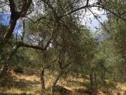 Terreno agricolo in vendita a Asciano San Giuliano Terme...