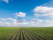 Terreno Agricolo in vendita a Aviano