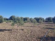 Terreno agricolo in vendita a Avola