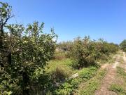 Terreno agricolo in vendita a Bagheria