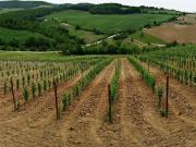 Terreno agricolo in vendita a Bibbona 50000 mq Rif: 1262013