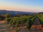 Terreno agricolo in Vendita a Borghi